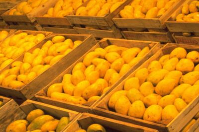 Top Quality Pakistani Mango Price in Pakistan in 2024