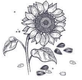 Draw a sunflower – Bit by Bit Guide