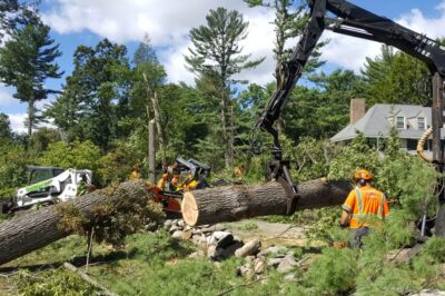 Why Tree Removal Services Are Essential for Your Property?