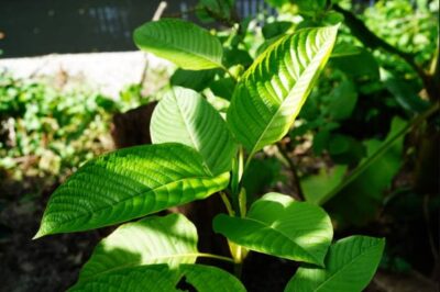 The Notable Uses And Perks Of Klarity Kratom